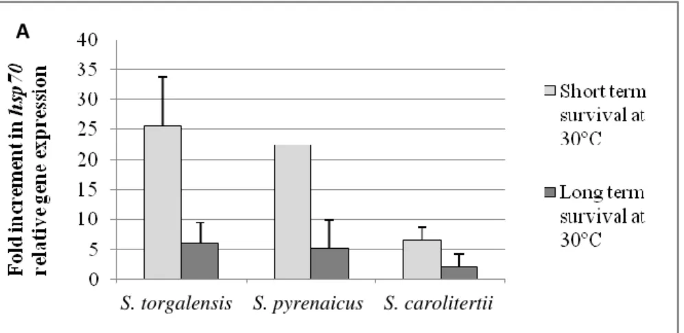 Fig. 8 – Differences in fold increment between short term survival and long term survival experiments at  30ºC in (A) hsp70 relative mRNA levels and (B) hsc70 relative mRNA levels