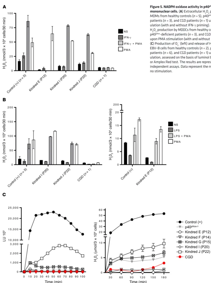 Figure 5. NADPH oxidase activity in p40 phox -deficient  mononuclear cells. (A) Extracellular H 2 O 2  production by  MDMs from healthy controls (n = 5), p40 phox -deficient  patients (n = 3), and CGD patients (n = 1) upon PMA  stim-ulation (with and witho