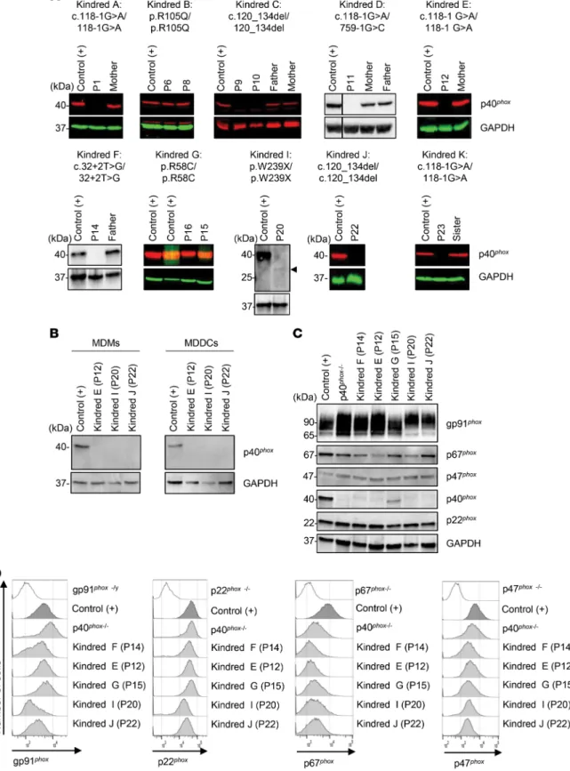 Figure 3. p40 phox  and NADPH oxidase subunit expression in p40 phox -deficient cells