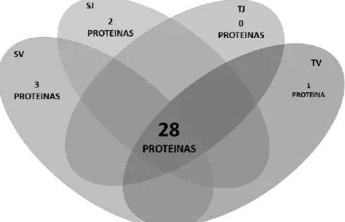 Figura 4. Proteínas comuns e exclusivas reguladas entre os grupos, sedentário jovem (SJ),  treinado jovem (TJ), sedentário velho (SV) e treinado velho (TV)