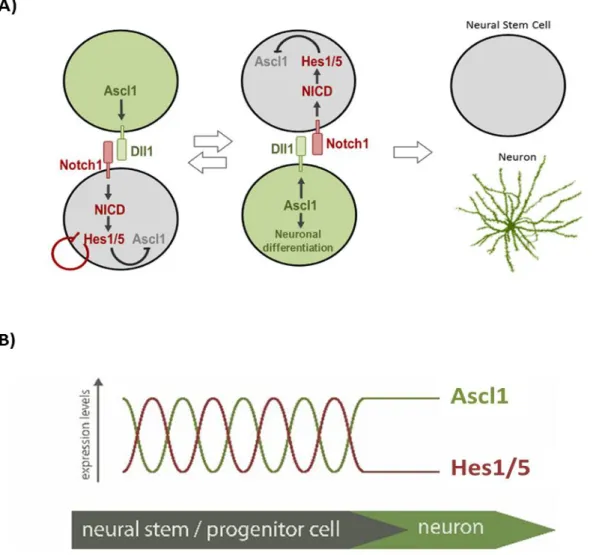 Figure 1 – Interplay between proneural factor Ascl1 and proneural repressors Hes1/5 at the onset of  differentiation