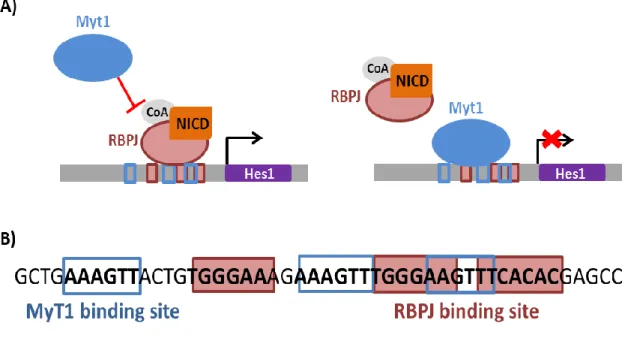Figure  2  –  MyT1  regulation  of  the  Hes1  proximal  promoter  by  direct  DNA-binding