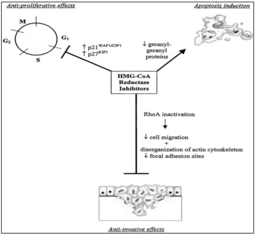 Figura 3 – Mecanismos antitumorais propostos pelo uso de inibidores de HMG-CoA redutase