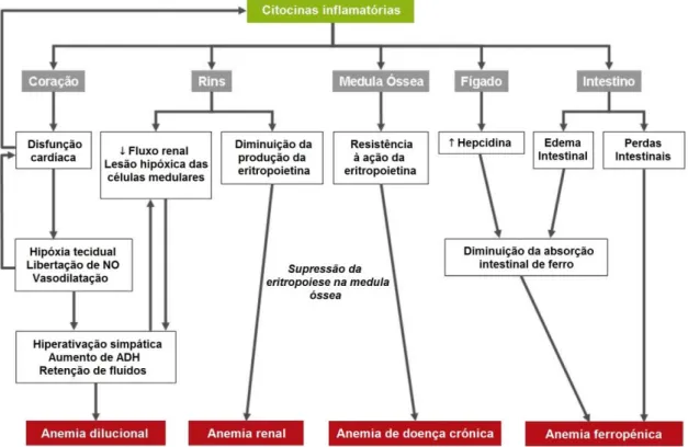 Figura  2.  Principais  mecanismos  fisiopatológicos  da  anemia  na  insuficiência  cardíaca  (adaptado  de  Pereira et al, 2013 15 ; autorização não solicitada)