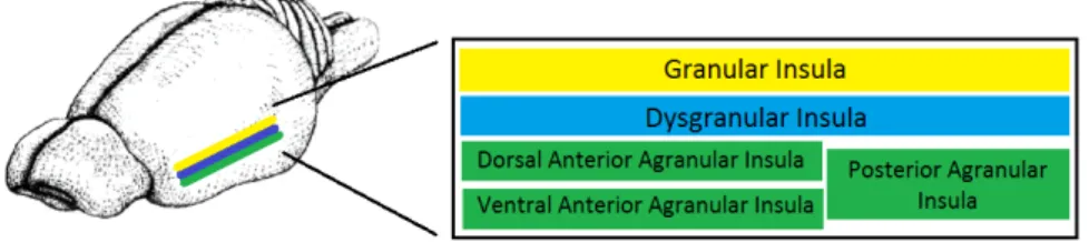 Figure 2 – Schematic layout  of  location and  subdivisions of insula in rats 