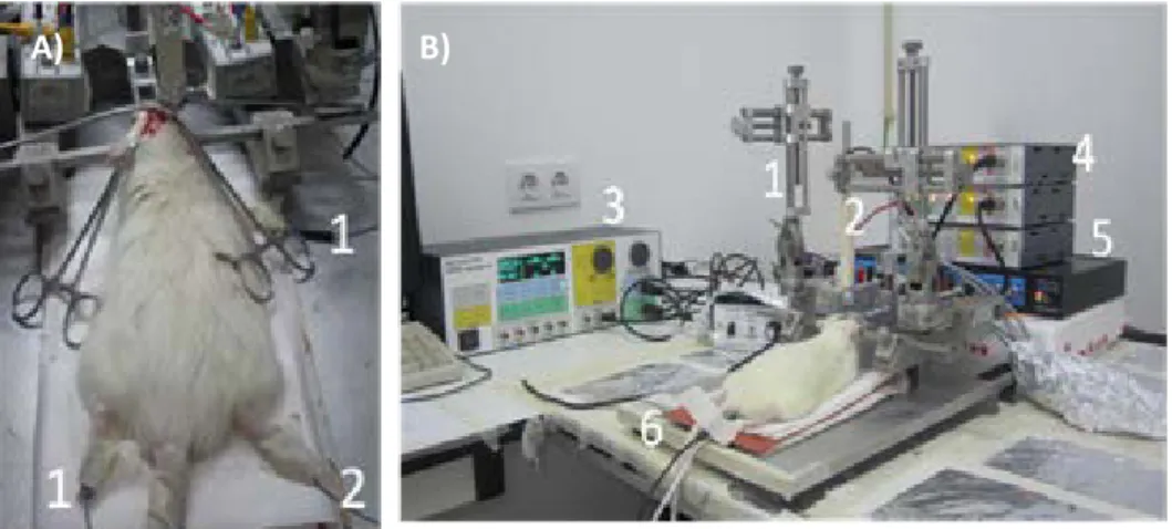 Figure 4 – A) Rat with ECG electrodes: 1- Differential recording electrods; 2- Ground electrode