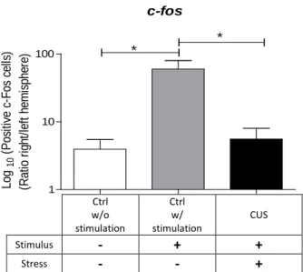 Figure 11  –  Stimulation of the insular cortex has only  increased the number of c-fos positive-cells in the infralimbic  cortex in the control animals with stimulation