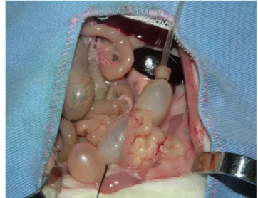 FIGURE 3 – Longitudinal bowel suture with continuous (running)  stitches.