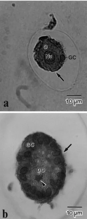 Fig.  3.  Histological  section  of  (a)  a  morphologically  normal  follicle  and  (b)  a  degenerated  follicle  after  mechanical  isolation
