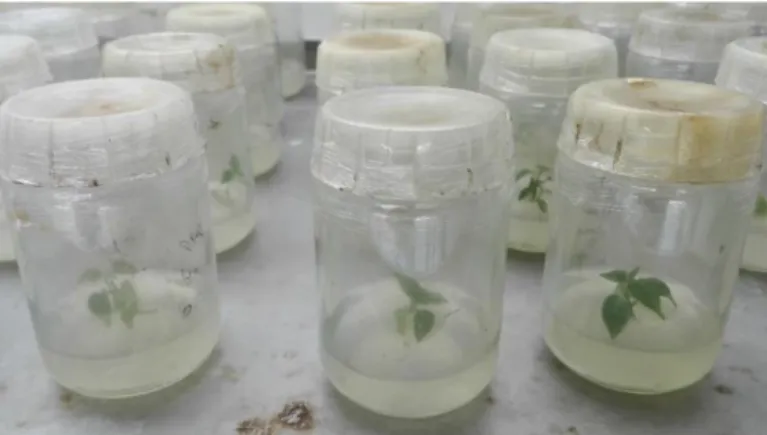 Figura 5 - Manutenção das plantas de kiwi micropropagadas por cultura in vitro em câmara de fitoclima