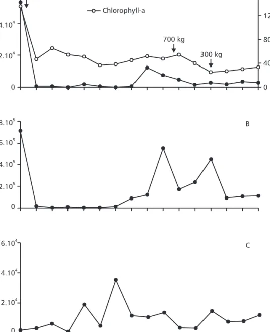 Fig. 2 — Temporal fluctuation in density of the Cyanobacteria Microcystis aeruginosa and Cylindrospermopsis raciborskii, Chlorophyta, and chlorophyll-a during August-September 1997 in lake Paranoá (Brazil)