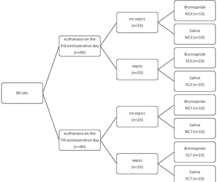 Figure 1. Allocation of animals to groups and subgroups.