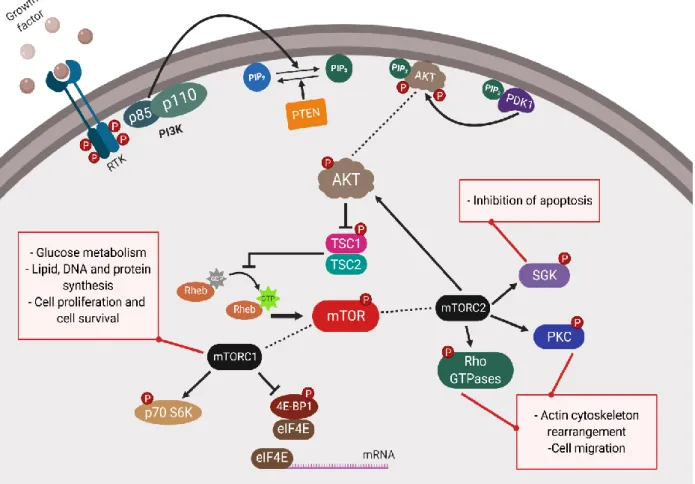 Figure 4. Schematic representation of the PI3K/AKT/mTOR signaling pathway. 