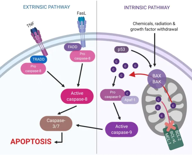 Figure 6. Schematic representation of the extrinsic and intrinsic pathways of apoptosis
