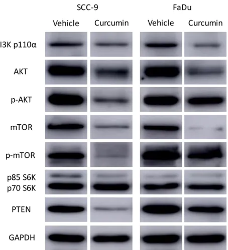 Figure 6: Effects of curcumin on the expression of proteins that are related to the PI3K- PI3K-AKT-mTOR signaling pathway