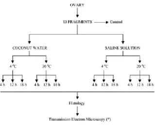 Fig. 1. Experimental protocol for preservation of zebu preantral follicles in ovarian pieces