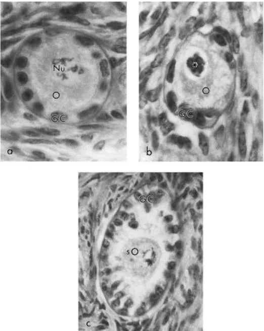 Fig.  2.  Follicle  classification  according  to  morphological  appearance.  (a)  A  morphologically  normal  follicle (710×), with a round oocyte (O) surrounded by well-organized granulosa cells  (GC);  Nu,  Nucleus  with  evident  nucleolus;  (b)  a  d