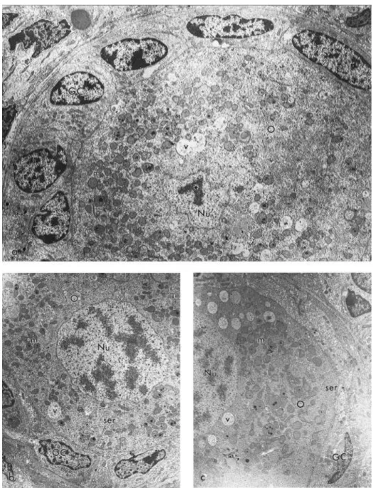 Fig.  4.  Electron  micrographs  showing  preantral  follicles  (a)  in  the  control  group  (3500×),  and  preserved in (b) coconut water (2800×), and (c) saline solution at 4 °C for 18 h (2800×)