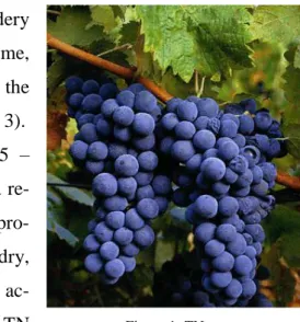 Figure 1: TN grapes