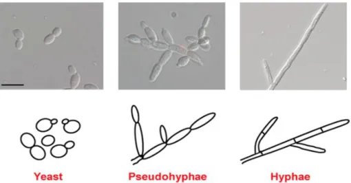 Figura  1:  Diferentes  tipos  de  morfologias  da  espécie  Candida  albicans  mostradas  em  microscópio