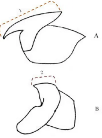 Figura 6 – Esquema explicativo da medição do URL ou UHL (1) e do LRL ou LHL (2)  nos bicos superiores (A) e bicos inferiores (B) dos cefalópodes