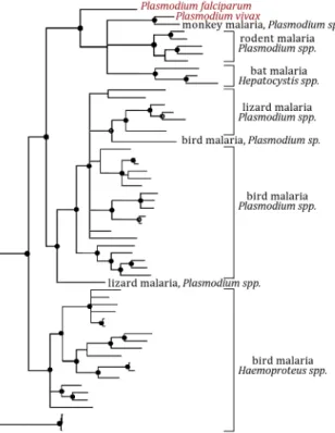 Fig. I2. Phylogenetic tree  of malaria causing parasites Adapted from a multy‐
