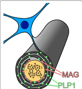 Fig. 4 Schematic illustration of the distribution of myelin-associated glycoprotein (MAG; pink dots) and proteolipid protein 1 (PLP1; green dots) in the myelin sheath