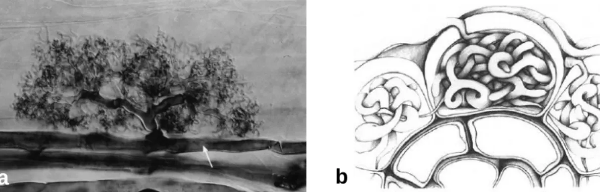 Figura  2.  a)  Micorriza  arbuscular.  A  seta  aponta  para  uma  hifa  intercelular  a  partir  da  qual  cresceu  o  arbúsculo