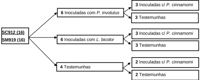 Figura 6. Distribuição das 16 plantas de cada híbrido pelas modalidades do ensaio. 