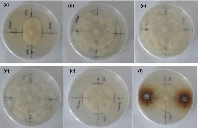 Figura 9. Crescimento de Phytophthora cinnamomi na direcção da água destilada (Norte-Sul) e na direção  (E-O)  do  extrato  proveniente  do  fungo  (a)  Omphalotus  olearius;  (b)  Lepista  Nuda,  isolado  LN2011(JBA); (c) Lepista Nuda, isolado LN-091; (d)