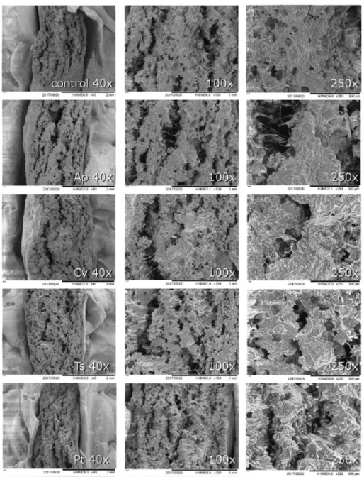 Figure 4. SEM images of crackers with 2% (w/w) microalgae biomass incorporation. 