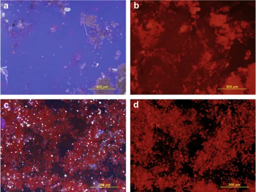 Fig. 5. Fluorescence microscopy images of 0.75% k -carrageenan gel systems with 3.75% Spirulina (aeb) and Haematococcus (ced) microalgal biomass addition (DAPI &amp; TRITC ﬁlters).
