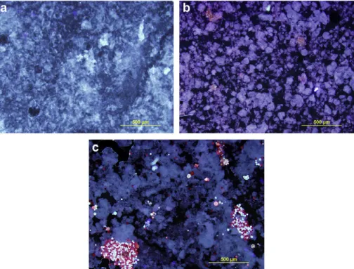 Fig. 9. Fluorescence microscopy images of 4% pea proteine0.15% k -carrageenan gel systems (a) with 0.75% Spirulina (b) and Haematococcus (c) microalgal biomass addition (DAPI ﬁlter).