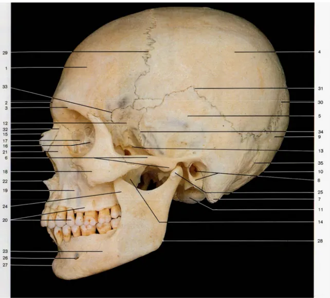 Figura 2 - Vista lateral do crânio- imagem de Rohen, J.W et al 2006(1)  Legenda :  1.  Osso frontal  2