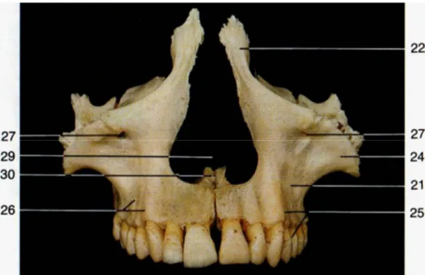 Figura 6 - Vista anterior das duas maxilas, formando a abertura piriforme - imagem de Rohen,  J.W et al 2006(1) 