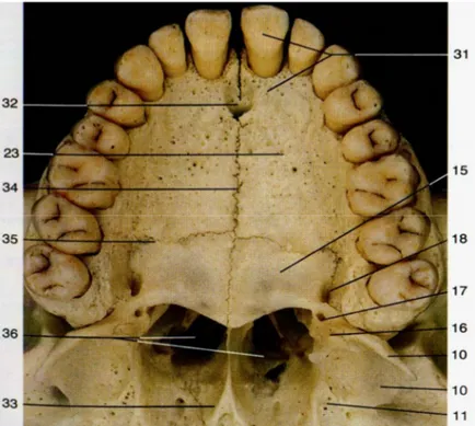 Figura 7 - Vista inferior do palato ósseo e dentes maxilares - imagem de Rohen, J.W et al  2006(1) 