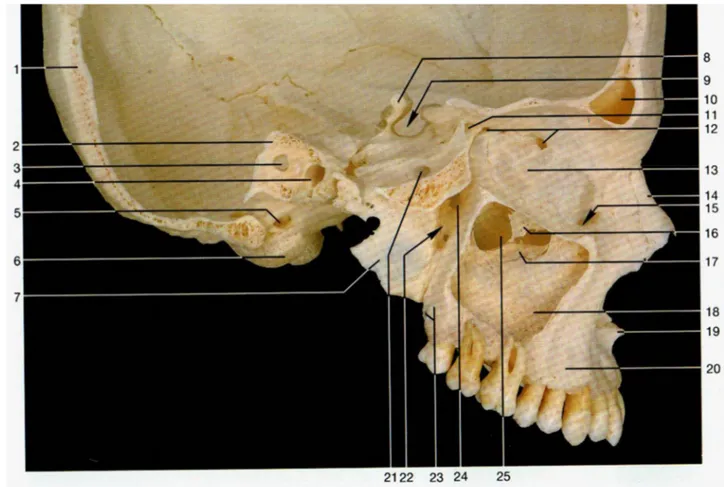 Figura 8 - Vista lateral da secção paramediana do crânio. Seios frontal e maxilares abertos -  imagem de Rohen, J.W et al 2006(1) 