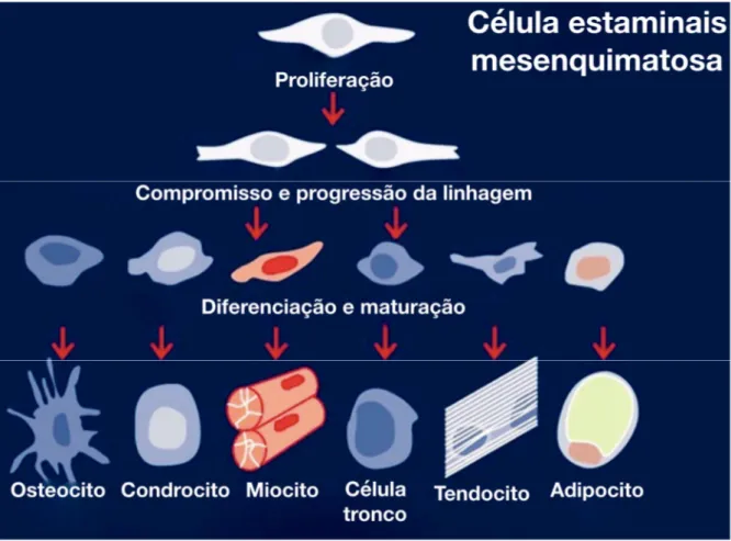 Figura 11 - Potencial de diferenciação das células estaminais mesenquimatosas nos  diferentes tipos de células especializadas - imagem da base de dados de “ITI speaker” 