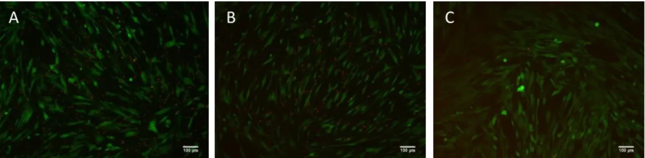 Fig.  3. Live/Dead, day 1. Live cells are staining in green and dead cells presented in red