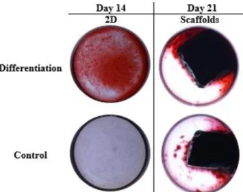 Fig.  13. Representative wells of Alizarin Red Staining at days 14 and 21 