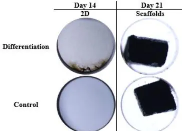 Fig.  14. Representative wells of Van Kossa Staining at days 14 and 21 
