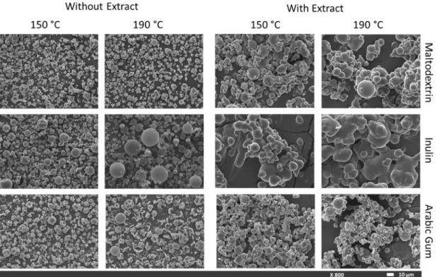 Figure 1. Scanning Electron Microscopy (SEM) images of particles obtained with different wall  materials and drying temperatures, with and without extract