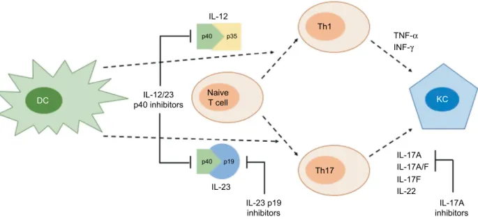 Figure 1 Summarized schematic differences between iL-12/23-p40, iL-23p19, and iL-17 blockade.