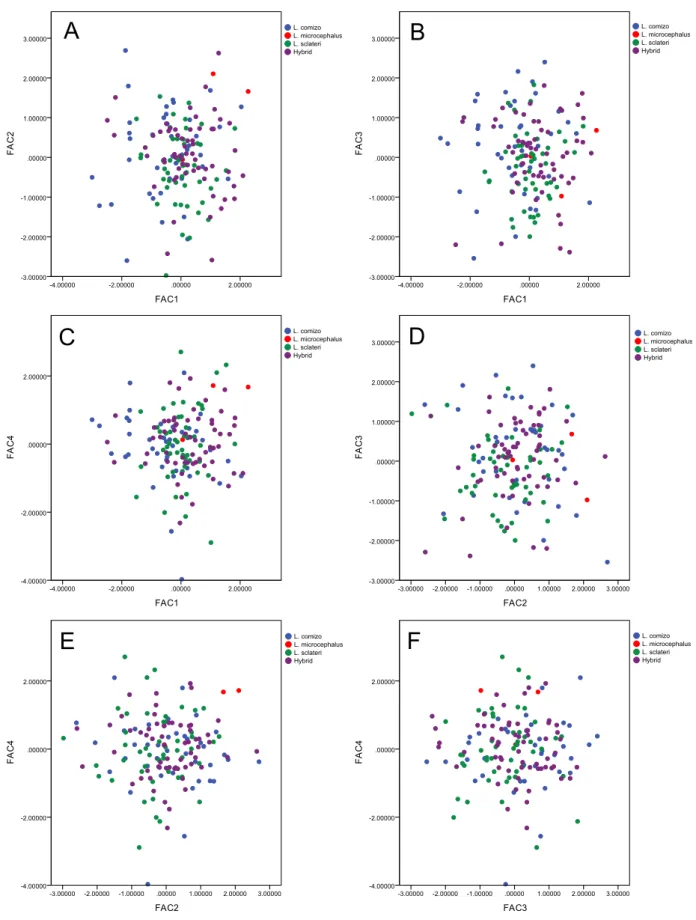 Fig. 4. Scatterplots  of  the  principal  component  analyses  of  morphometric  variables  of  Guadiana  barbels  (species  assigned by mito-nuclear analysis): (A) variables FAC1 and FAC2, (B) variables FAC1 and FAC3, (C) variables  FAC1 and FAC4, (D) var