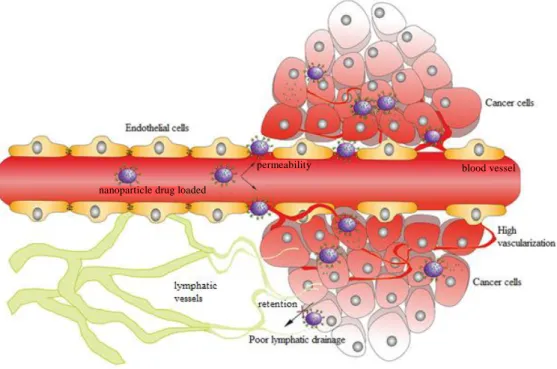 Figure 12 – Schematic representation of the EPR effect in drug delivery (adapted from ref