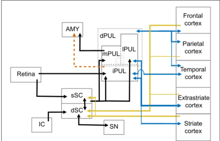FIGURE 1 | Abridged summary diagram of the subcortical (SC-PUL) pathway. sSC, superficial layers of the superior colliculus; dSC, deep layers of the superior colliculus; dPUL, dorsal part of the pulvinar; mPUL, medial pulvinar; lPUL, lateral pulvinar; iPUL