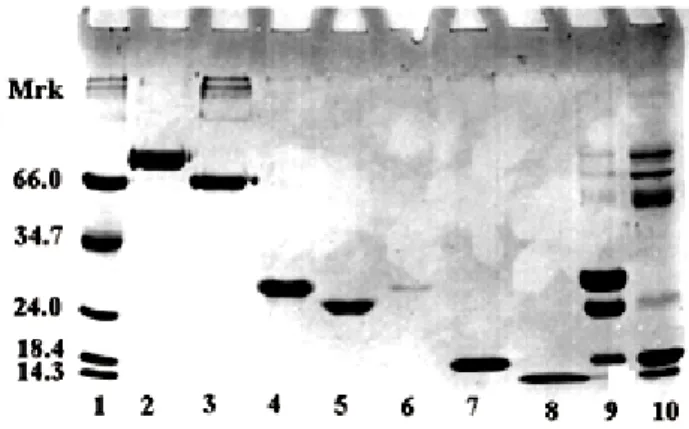 Figure 2 shows typical densitometric scans from the raw milk (A) and  whey (B) electrophoretic patterns and the respective densitometric  responses are given in Table 1.The percentage of proteins obtained 