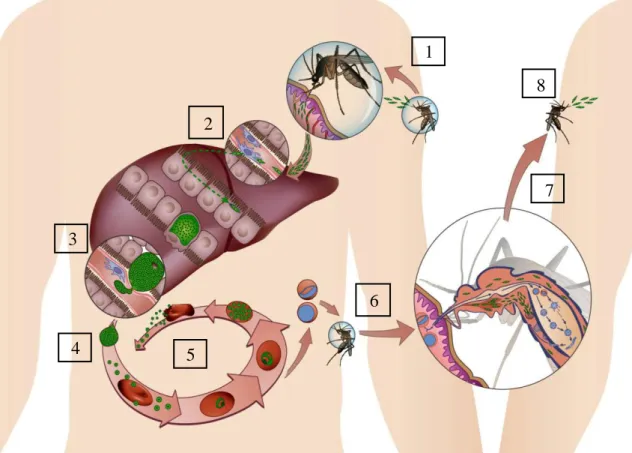 Figure 1-  Plasmodium spp. Life cycle.  (1) An infected female Anopheles mosquito injects sporozoites into  a  mammalian  host