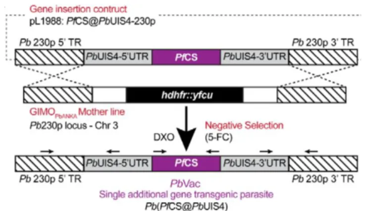 Figure 2- Generation of PbVac. Schematic representation of the transgenic line PbVac line (Pb(PfCS@UIS4)  where the GIMO 199 insertion-construct (pL1988) replaces the selectable marker (SM; hdhfr::yfcu) in the GIMO 200  PbANKA  mother line  with  the  PfCS