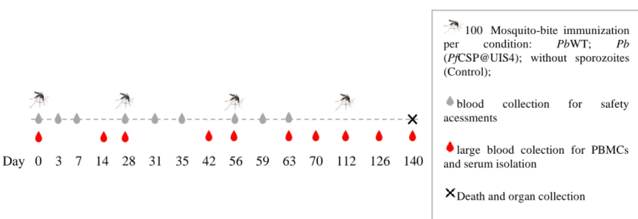 Figure 3- Schedule of parasite administration, sample collection, and death in rhesus monkeys subjected to the bites of  100 non-infected, 4 with Pb WT and 4 with PbVac